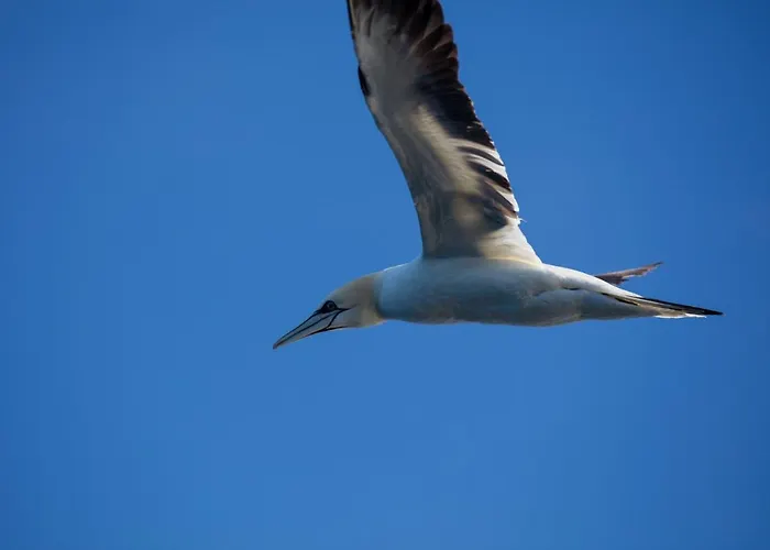 The Tide - Sørvågen