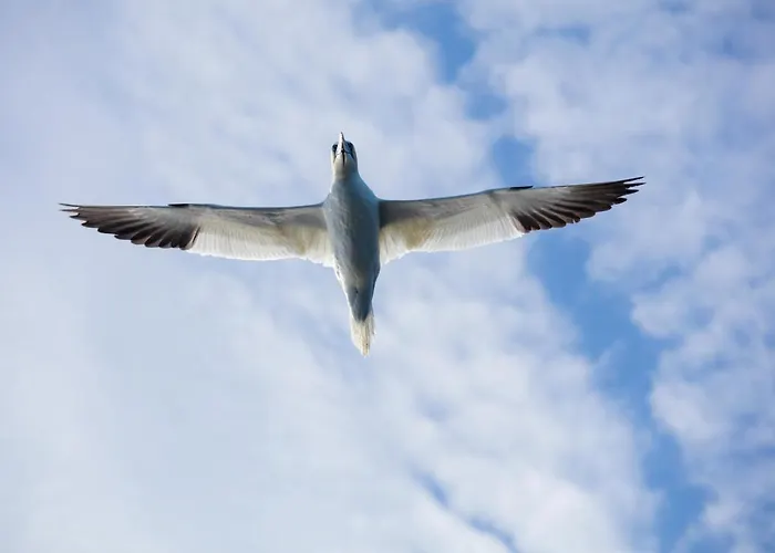 The Tide - Sørvågen