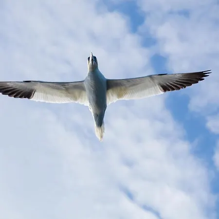 The Tide - Сёрвоген